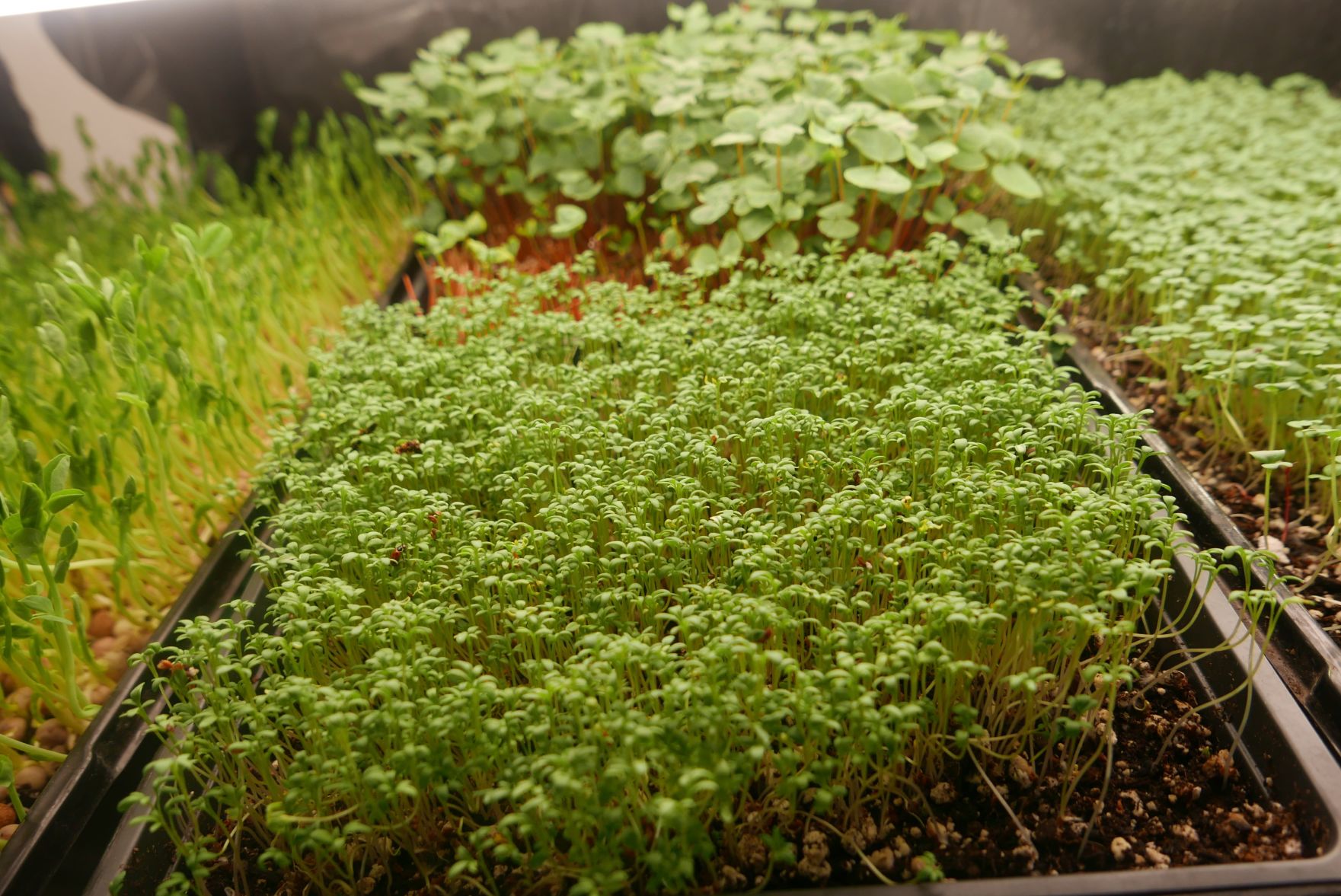 eternal bloom multiple trays.jpg